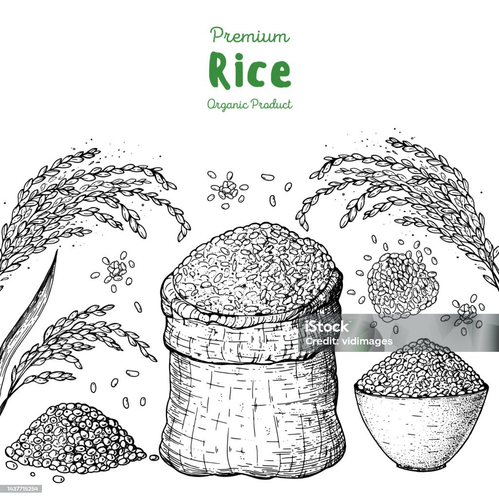 Selling Rice Drawing Rice Hand Drawn Vector Illustration Bag Of Rice Sketch Packaging Design ...