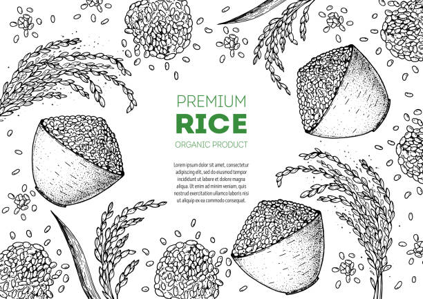 Rice hand drawn vector illustration. Bag of rice sketch. Packaging design Rice hand drawn vector illustration. Bag of rice sketch. Packaging design rice4 stock illustrations