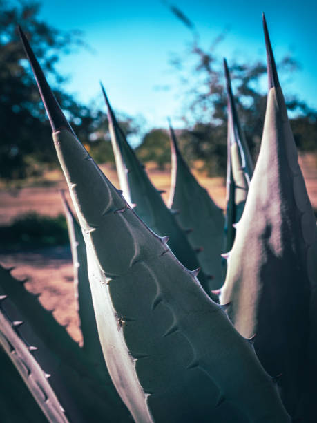 istock Blueish green Artichoke agave close-up 1437715348