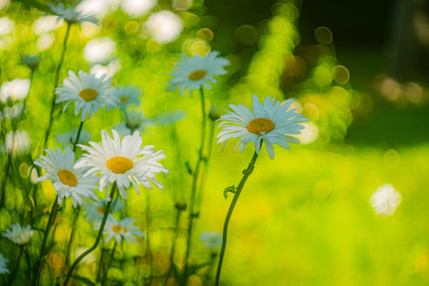Daisies on the green grass background