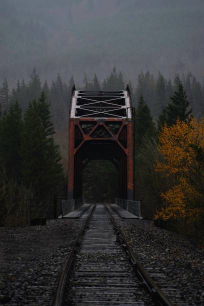 istock Vertical shot of a railroad in a forest 1437715801
