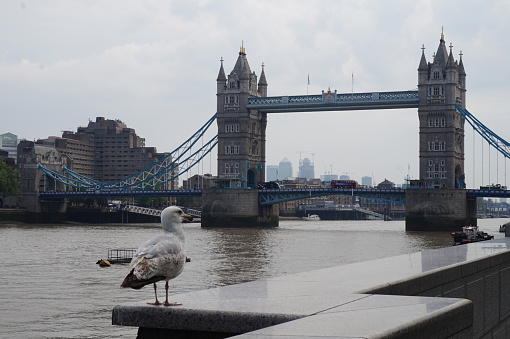 A single gull perched on a granite stone surface having Tower Bridge behind in Southwark, UK
