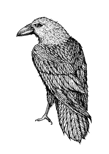 Raven sketch. Hand drawn vector illustration. Raven print. Bird sketch.