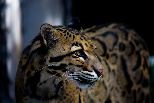The close-up view of a beautiful Formosan clouded leopard