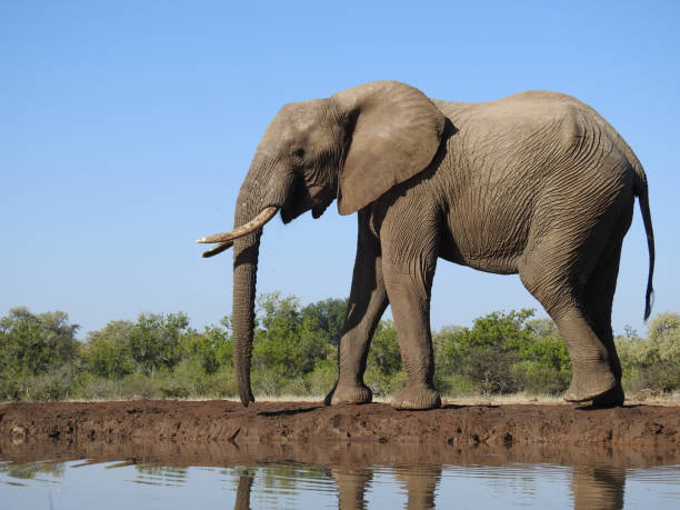 istock Elephant at a waterhole in Mashatu game reserve, Botswana 1437716833