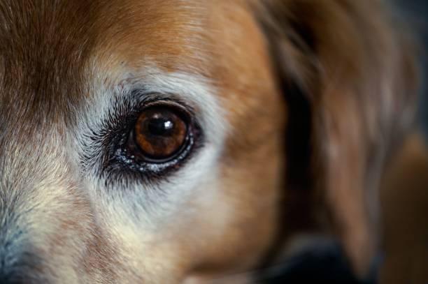 istock Closeup of a dog eye 1437716886