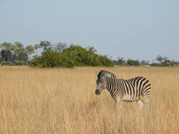 istock Closeup shot of a zebra Okavango Delta, Botswana 1437716966