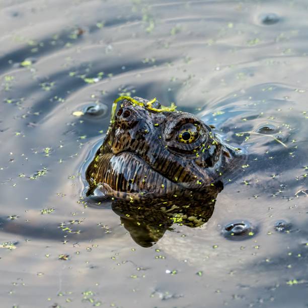 istock Closeup of a common snapping turtle (Chelydra serpentina) in the water 1437717005