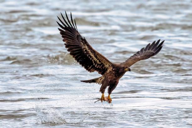 istock Selective of a white-tailed eagle (Haliaeetus albicilla) over the water 1437717014