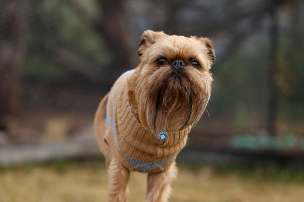 istock Adorable Brussels Griffon dog in a park 1437717039