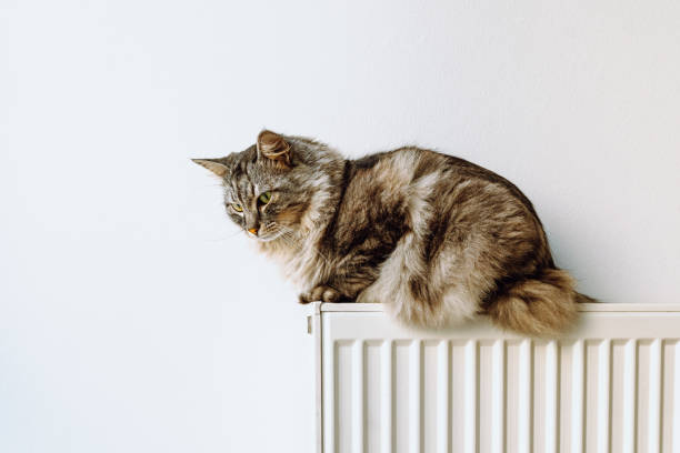 istock Fluffy big cat Maine Coon is heated on radiator 1437717056