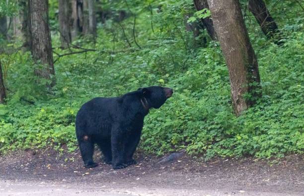 istock American black bear in the forest. Ursus americanus. 1437717186