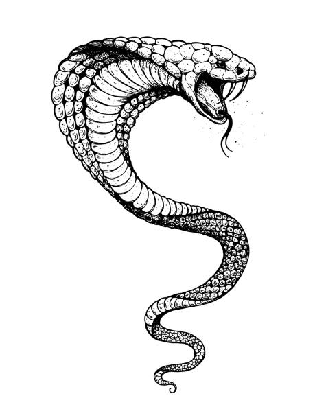 Cobra snake hand drawn illustration. Tattoo vintage print. Hand drawn print. Tattoo design. Sketch illustration