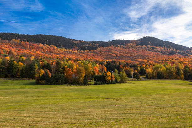 istock Colorful autumn trees on a hill against a blue sky 1437718596