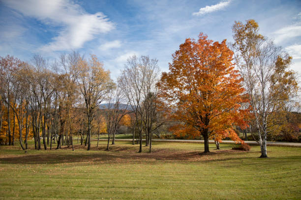istock Colorful autumn trees in a park 1437718822