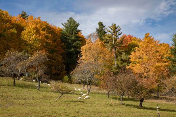 istock Sheep grazing surrounded by colorful autumn trees 1437718824