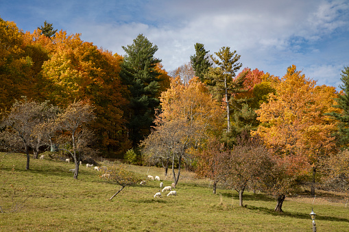 Sheep grazing surrounded by colorful autumn trees, Stowe, Vermont, USA