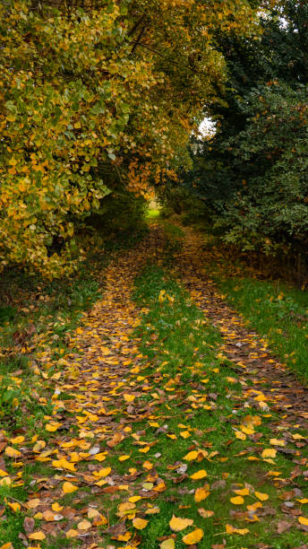 Forest road covered with deciduous trees and yellow leaves stock photo