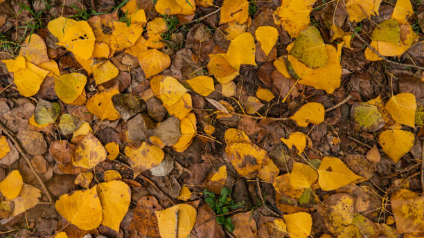 Forest ground covered with fall leaves stock photo