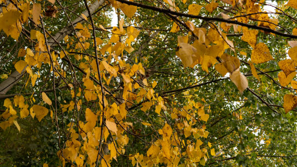 Tree branches with yellow leaves stock photo