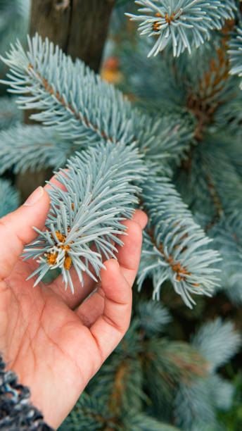 istock White woman hand gripping a turquoise pine branch 1437719221