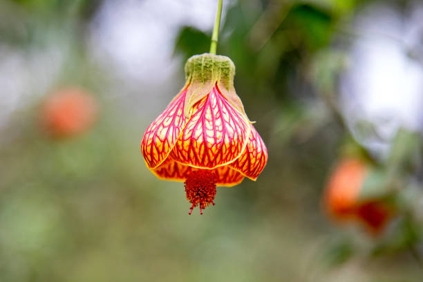 Abutilon Chinese lantern flower, abutilon striatum, an evergreen member of the nightshade family. Orange and yellow bell flower with prominent crimson veining.