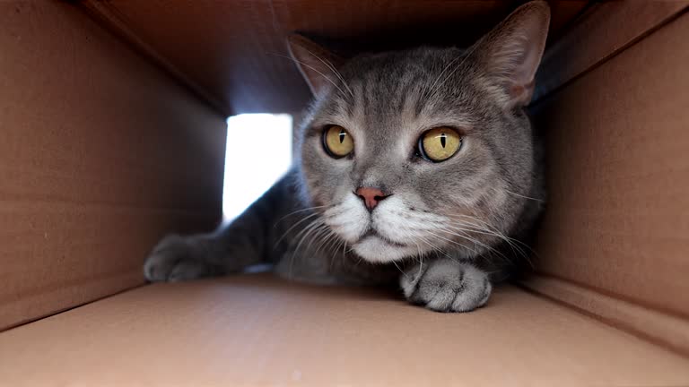 Curious and playful cat in a cardboard box