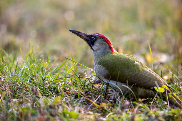 Pic vert d’Europe (Picus viridis), France