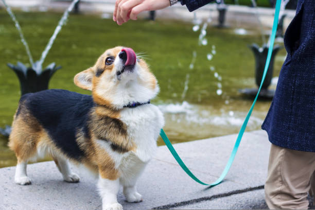 belo tricolor pembroke corgi perto da fonte. o cachorro caminha com o dono do parque. - walking dog pets outdoors - fotografias e filmes do acervo