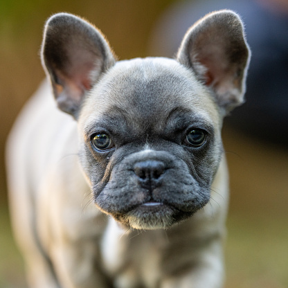 A French Bulldog puppy looks directly into the camera.