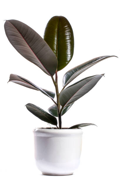 istock Indoor ficus in a pot on a white background 1437721793