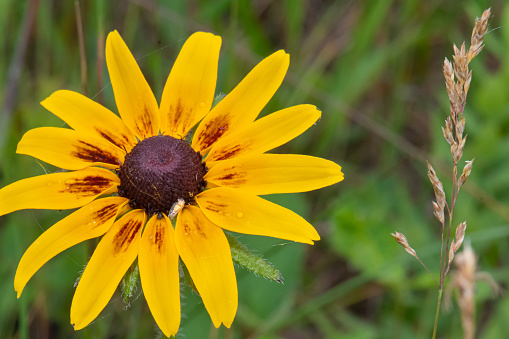 Close-up photo of a Black-eyed Susan (Cappuccino Rudbeckia) flower in summertime.  Photo taken in southern Manitoba.
