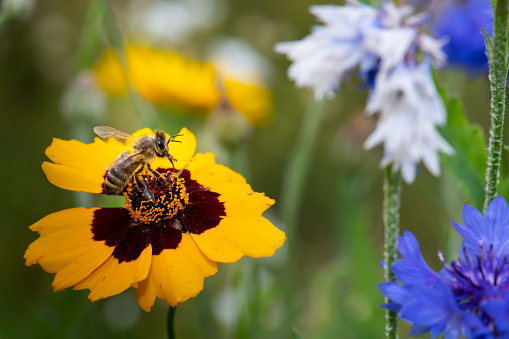 Photo of a honey bee pollinating a Dwarf Dazzler Coreopsis flower (Coreopsis tinctoria) amongst other wild flowers.