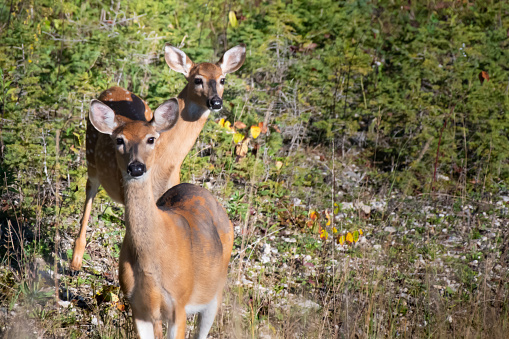 Photograph of a doe and faun white-tailed deer looking at the camera.