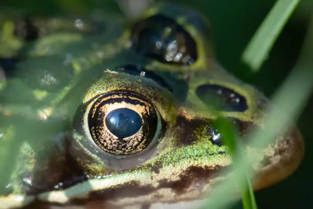 Photo of Close Leopard Frog