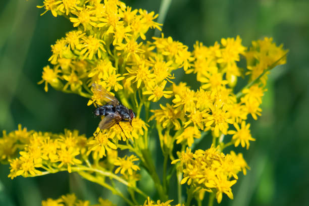 istock Goldenrod flower 1437722906