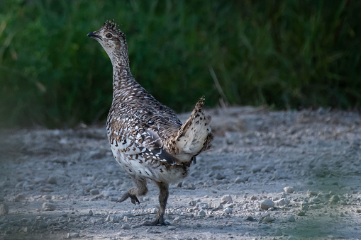 Photograph of a Prairie Chicken hen strutting along on a gravel road.