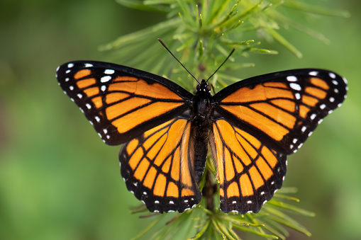 Close-up photograph of the Viceroy butterfly perched on a tamarack branch.