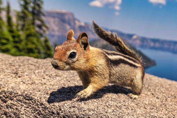istock Closeup of a cute Siberian chipmunk (Eutamias sibiricus) 1437723758