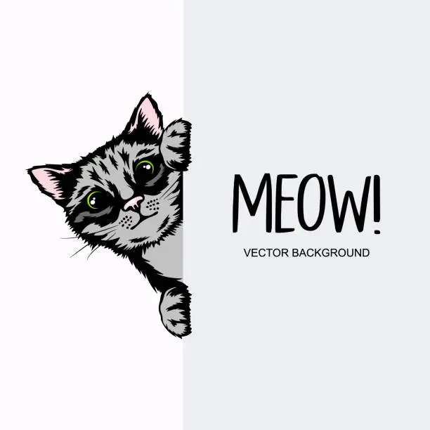 Vector illustration of Vector Hand Drawm Striped Hiding Peeking Kitten. Tabby Kitten Head with Paws Up Peeking Over Blank White Placard, Poster, Card, Banner. Pet Kitten Curiously Peeking Behind White Background