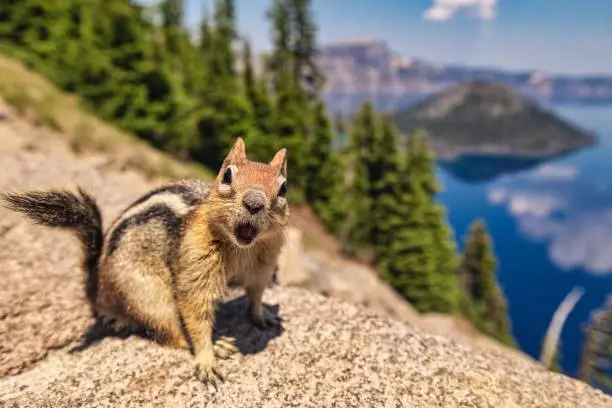 An adorable chipmunk with open mouth on the top of stone fence overlooking the sea
