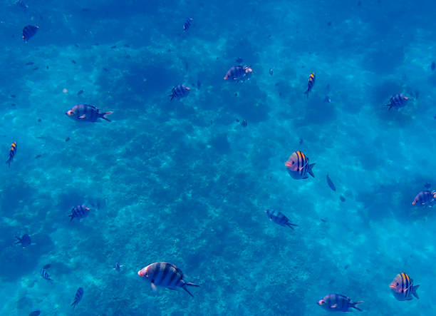 istock A flock of tropical fish underwater. Blue underwater background. 1437724515