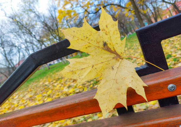 Yellow leaves from a tree lie in the autumn afternoon in the park