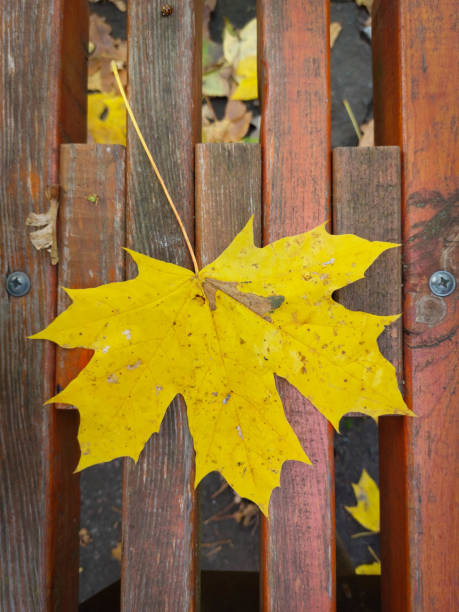 istock Yellow leaves from a tree lie in the autumn 1437725398