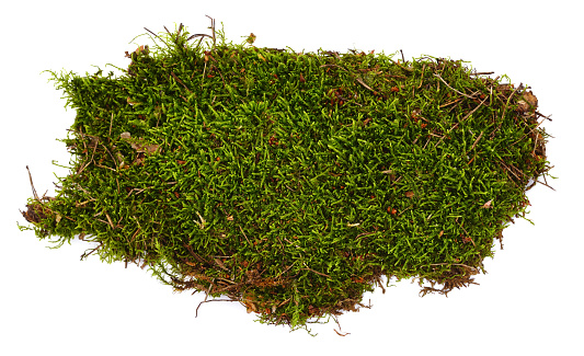 Bunch of green moss isolated on a white background.