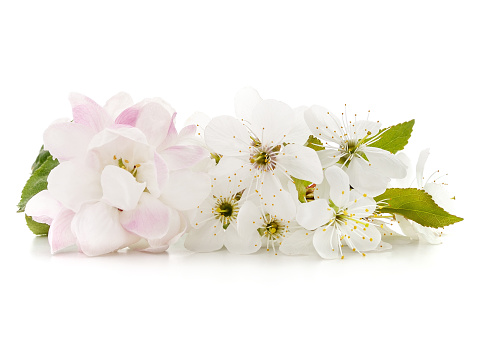 White apple and cherry blossoms isolated on a white background.