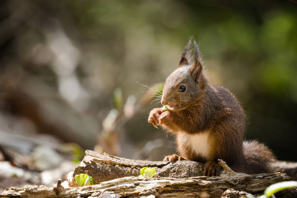 wiewiórka czerwona (sciurus vulgaris) - isere zdjęcia i obrazy z banku zdjęć