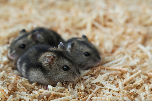 Gray hamsters sit on sawdust. Small, grayish hamsters on wood shavings. A brood of rodents. The offspring of mice. Cute pets. Close-up.