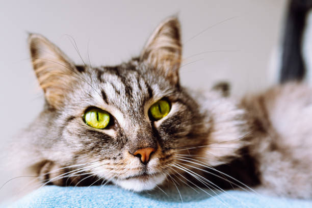 istock Favorite cat looks up with a curious look, the muzzle lies on its paw 1437730991