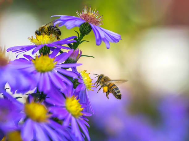 istock Flying bee pollinating on an aster flower 1437731454